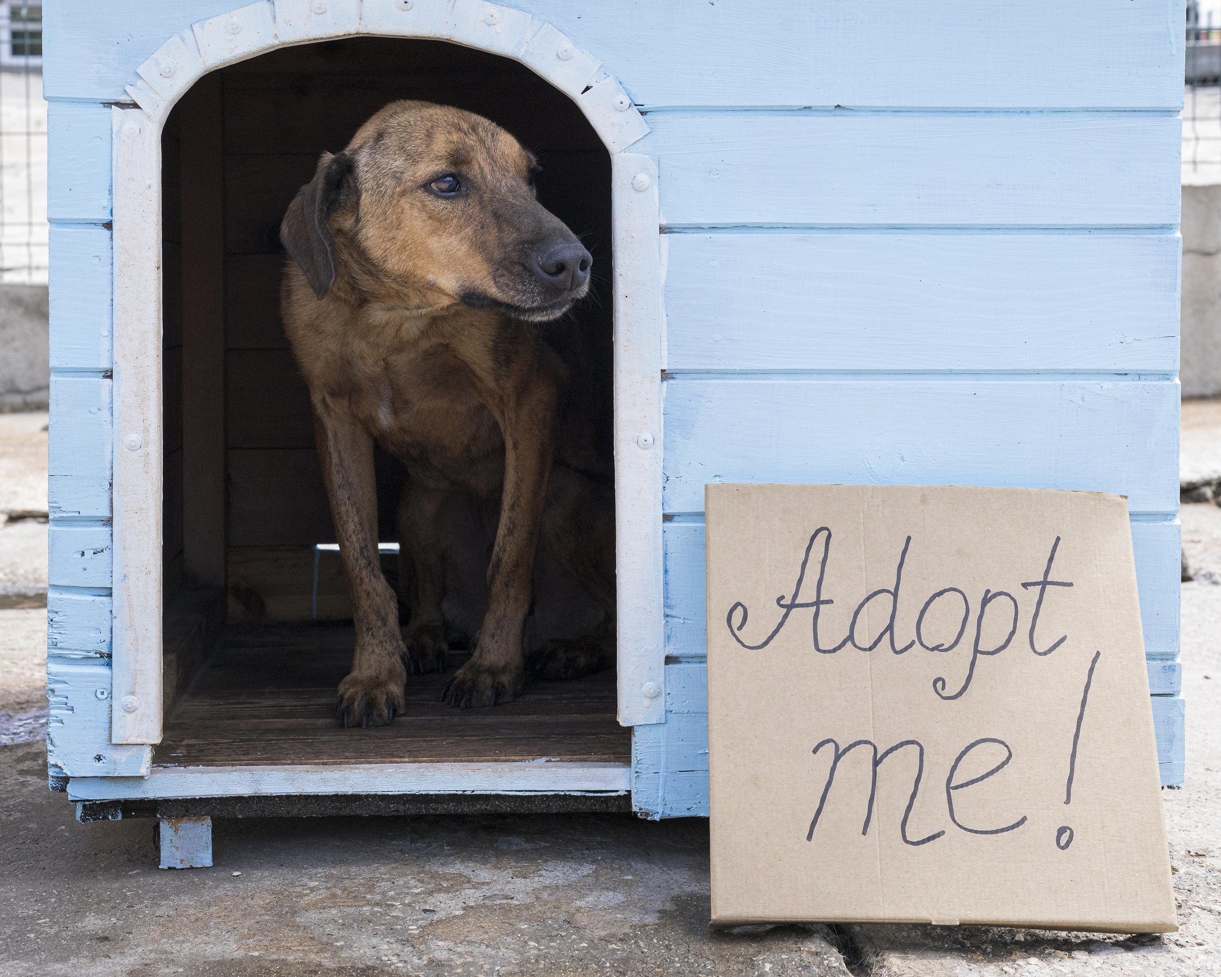 Expand Animal Shelter in Alytus