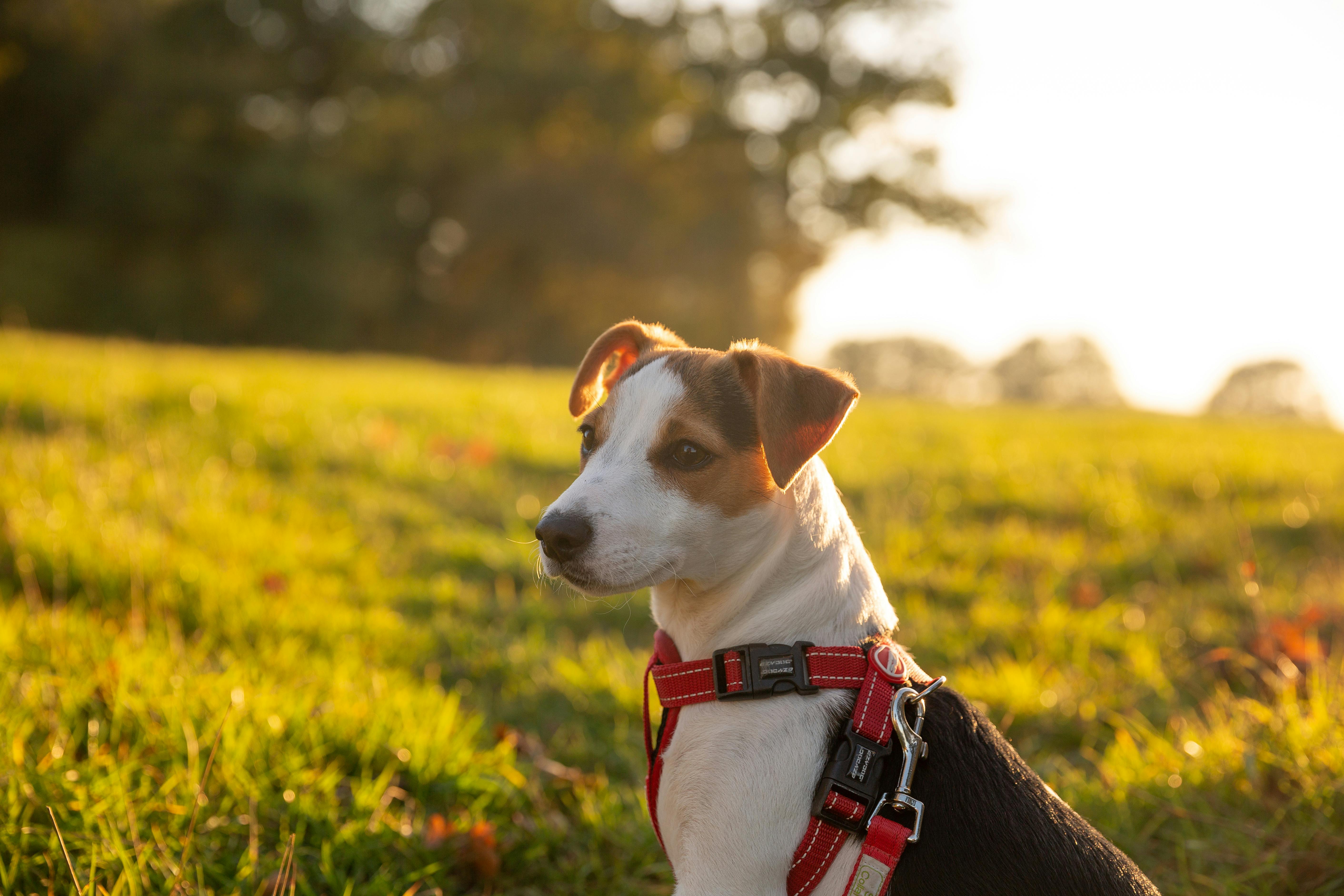 Build Dog Park in Palanga